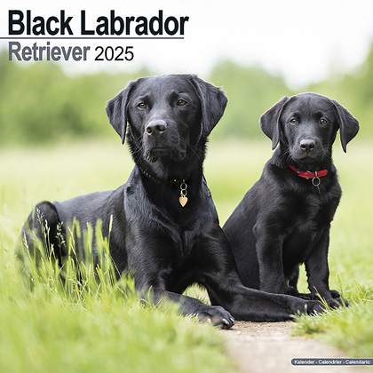 Kalender 2025 "Labrador Retriever (zwart)"