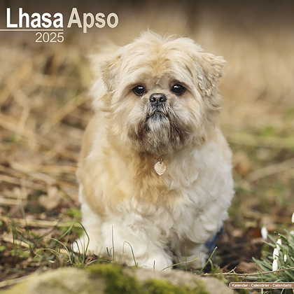 Kalender 2025 "Lhasa Apso"