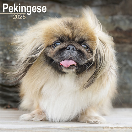 Kalender 2025 "Pekinese"