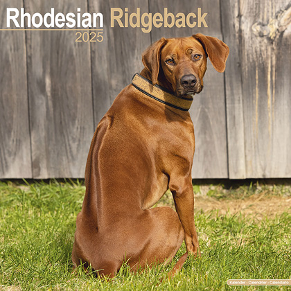 Kalender 2025 "Rhodesian Ridgeback"