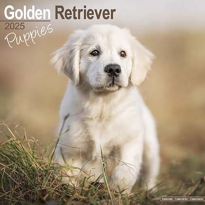 Kalender 2025 "Golden Retriever Puppies"