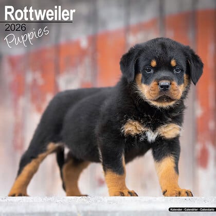 Kalender 2026 "Rottweiler puppies"
