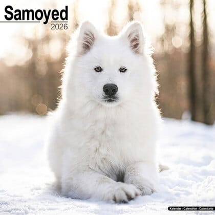 Kalender 2026 "Samojeed"
