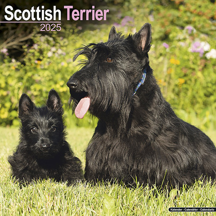 Kalender 2025 "Scottish Terrier"