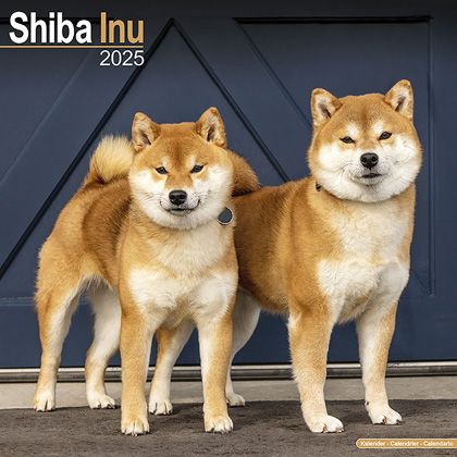 Kalender 2025 "Shiba Inu"