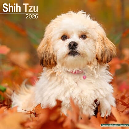 Kalender 2026 "Shih Tzu"