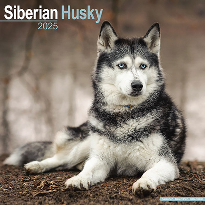 Kalender 2025 "Siberische Husky"