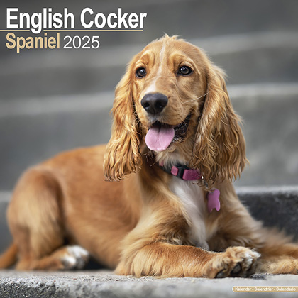 Kalender 2025 "Cocker Spaniel"