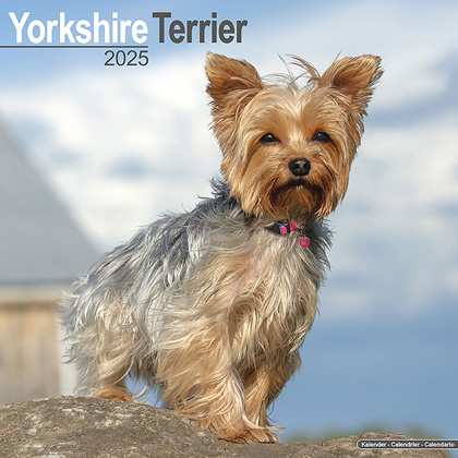 Kalender 2025 "Yorkshire Terrier"