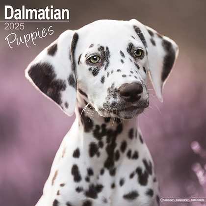 Kalender 2025 "Dalmatiër Puppies"