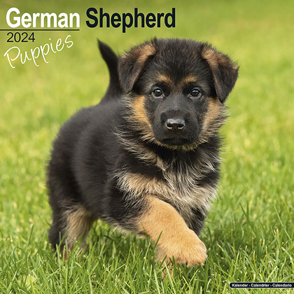 Kalender 2022 "Duitse Herder Puppies"