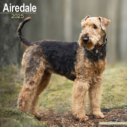 Hundekalender 2025 Airedale Terrier, Maße: ca. 30,5 x 30,5 cm