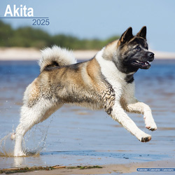 Hundekalender 2025 Akita, Maße: ca. 30,5 x 30,5 cm