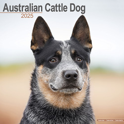 Hundekalender 2025 Australian Cattle Dog, Maße: ca. 30,5 x 30,5 cm