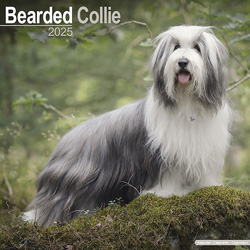 Hundekalender 2025 Bearded Collie, Maße: ca. 30,5 x 30,5 cm