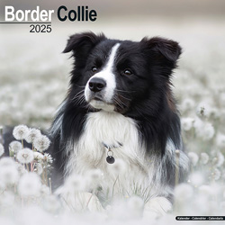 Hundekalender 2025 Border Collie, Maße: ca. 30,5 x 30,5 cm