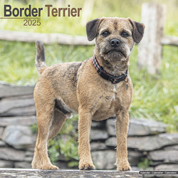 Hundekalender 2025 Border Terrier, Maße: ca. 30,5 x 30,5 cm