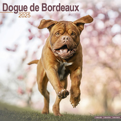 Hundekalender 2025 Bordeaux Dogge, Maße: ca. 30,5 x 30,5 cm