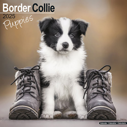 Hundekalender 2025 Border Collie Welpen