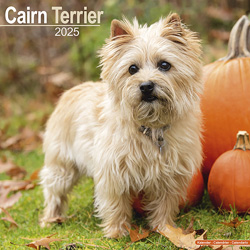 Hundekalender 2025 Cairn Terrier, Maße: ca. 30,5 x 30,5 cm