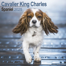 Hundekalender 2025 Cavalier King Charles, Maße: ca. 30,5 x 30,5 cm