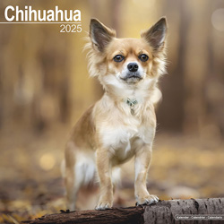 Hundekalender 2025 Chihuahua