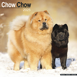 Hundekalender 2025 Chow Chow