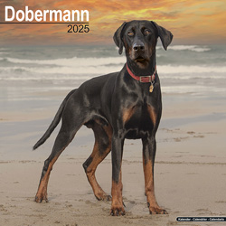 Hundekalender 2025 Dobermann, Maße: ca. 30,5 x 30,5 cm