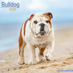 Hundekalender 2025 Bulldogge, Maße: ca. 30,5 x 30,5 cm