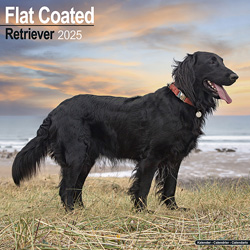 Hundekalender 2025 Flatcoated Retriever, Maße: ca. 30,5 x 30,5 cm