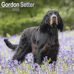 Hundekalender 2025 Gordon Setter, Maße: ca. 30,5 x 30,5 cm