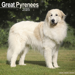 Hundekalender 2025 Pyrenean Mountain Dog, Maße: ca. 30,5 x 30,5 cm