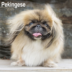 Hundekalender 2025 Pekinese, Maße: ca. 30,5 x 30,5 cm