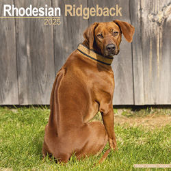 Hundekalender 2025 Rhodesian Ridgeback, Maße: ca. 30,5 x 30,5 cm