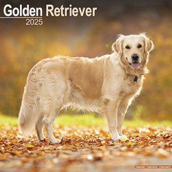 Hundekalender 2025 Golden Retriever, Maße: ca. 30,5 x 30,5 cm