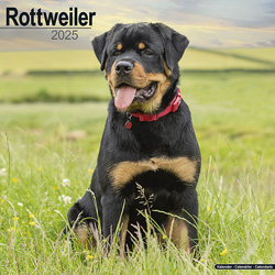 Hundekalender 2025 Rottweiler, Maße: ca. 30,5 x 30,5 cm