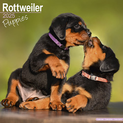 Hundekalender 2025 Rottweiler Welpen