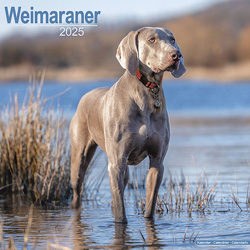 Hundekalender 2025 Weimaraner, Maße: ca. 30,5 x 30,5 cm