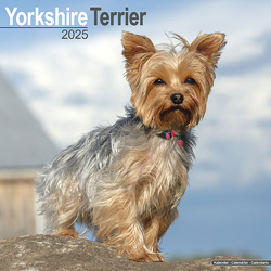 Hundekalender 2025 Yorkshire Terrier, Maße: ca. 30,5 x 30,5 cm