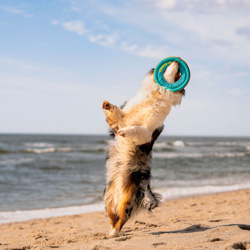 Ruffwear Hundespielzeug Hydro Plane türkis, Gr. L, Durchmesser:  ca. 31 cm