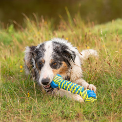 Hunde-Wasserspielzeug Knot Bone blau-gelb, Maße: ca. 28 x 7,3 x 7,3 cm