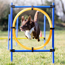 Reifen-Set Fun-Agility blau, Höhe: ca. 100 cm, Durchmesser:  ca. 60 cm