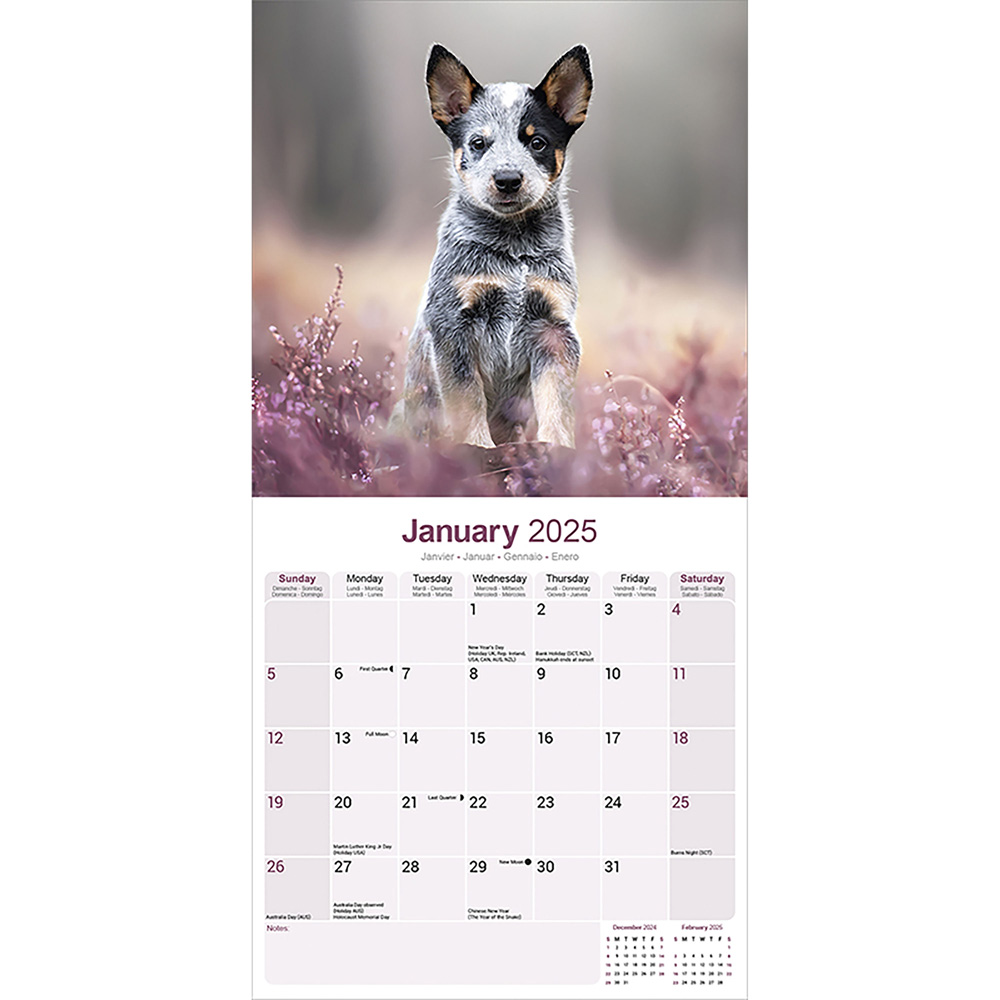  Kalender 2020 Australian Cattle Dog alsa hundewelt