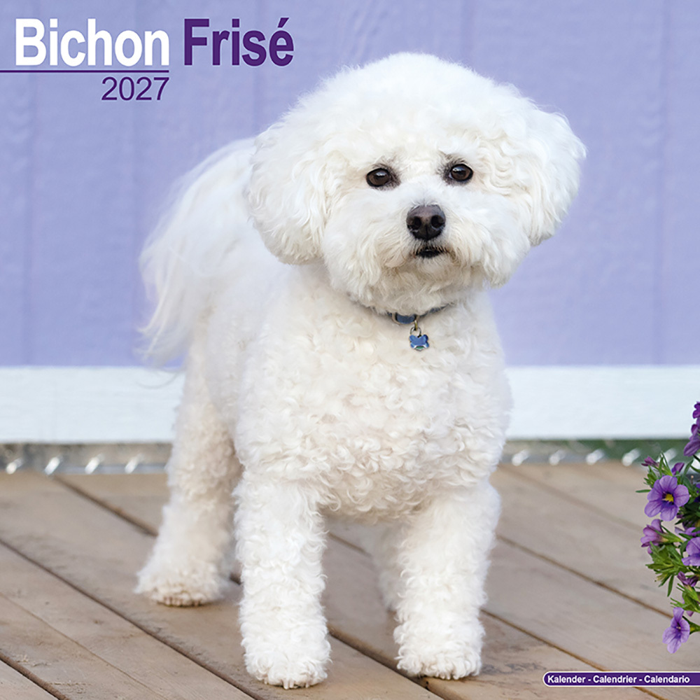 Kalender 2027 Bichon Frisé