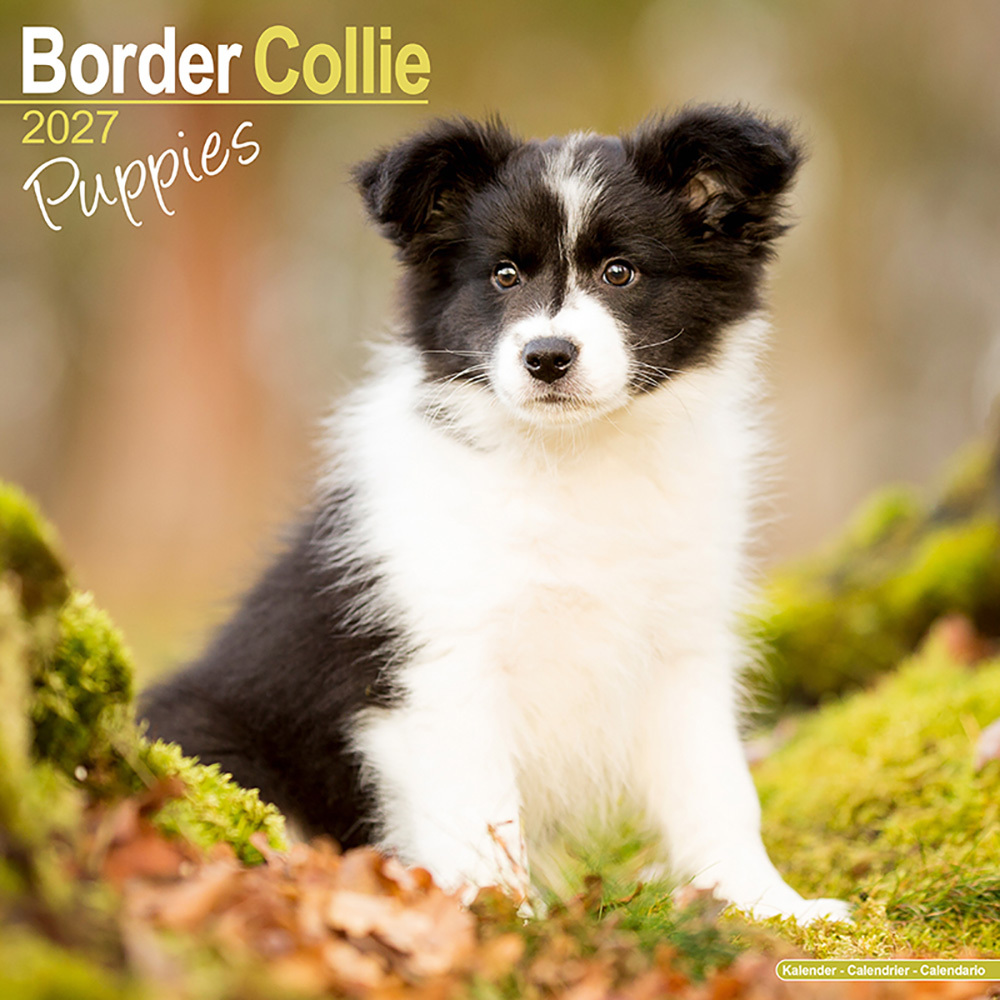 Kalender 2027 Border Collie puppies