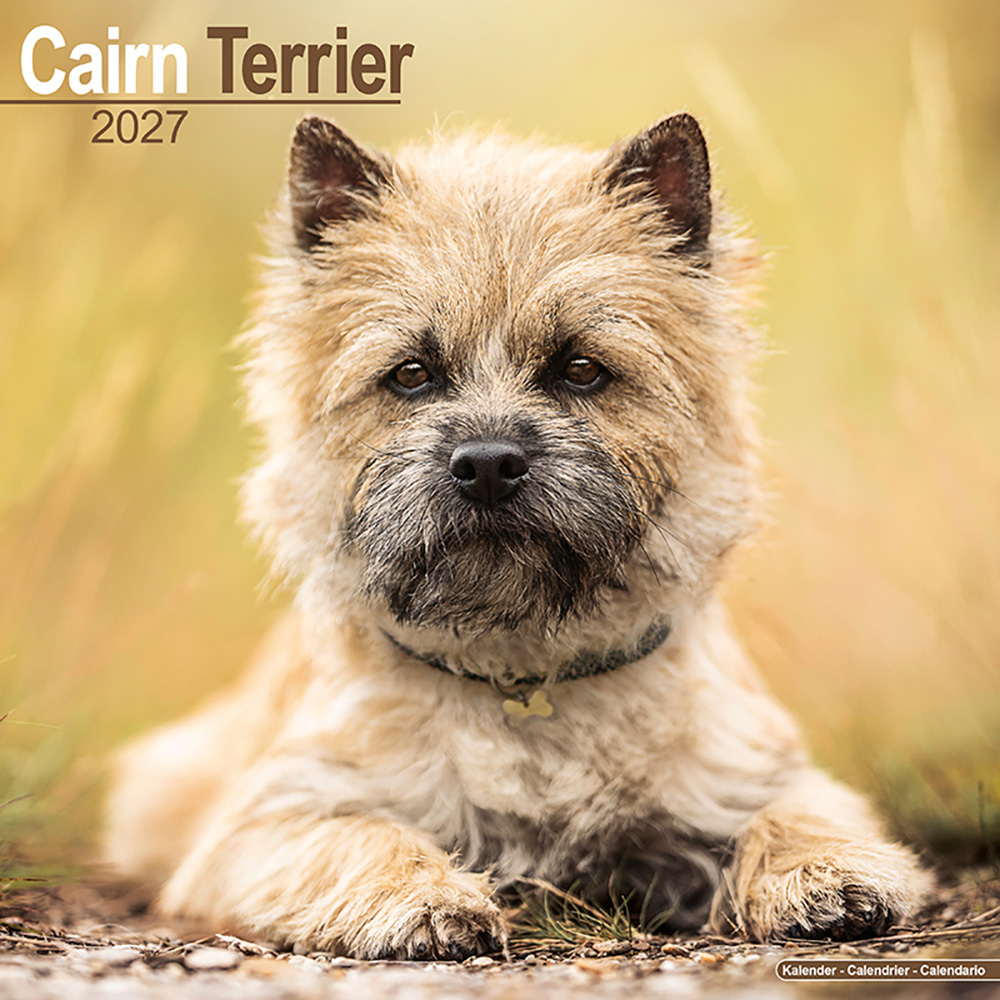 Kalender 2027 Cairn Terrier