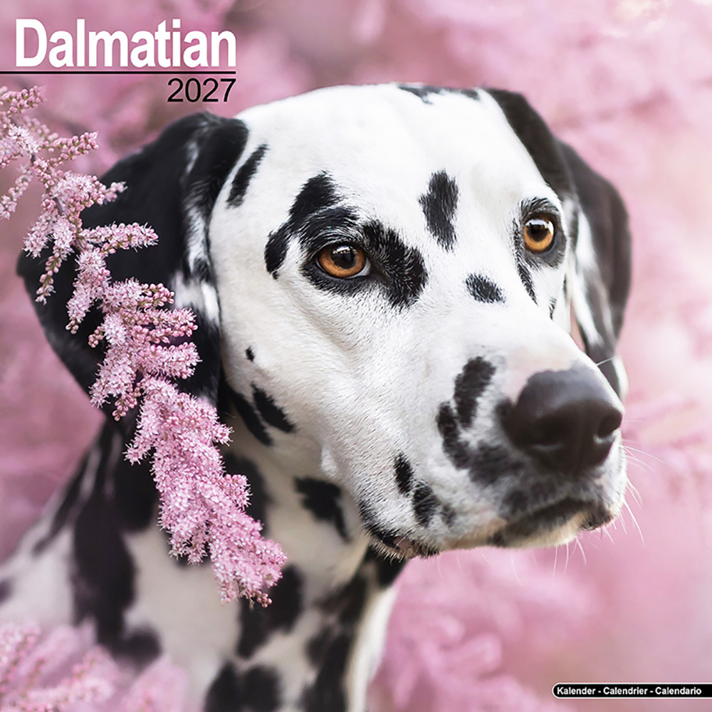 Kalender 2027 Dalmatiër