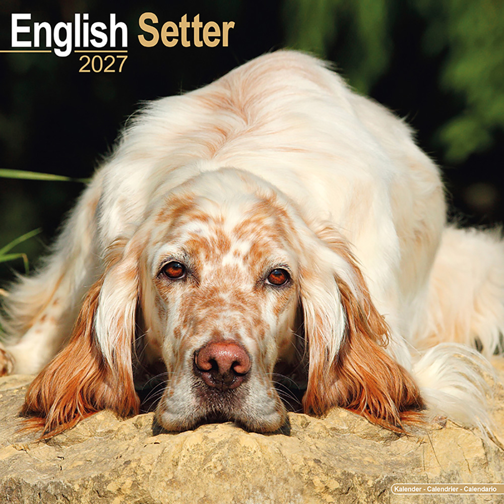 Kalender 2027 Engelse Setter