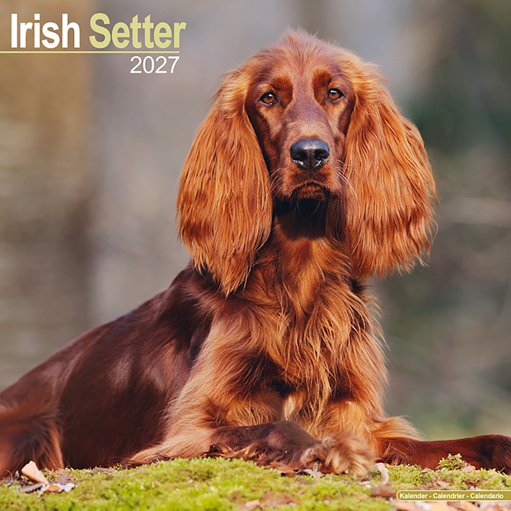 Kalender 2027 Ierse Setter