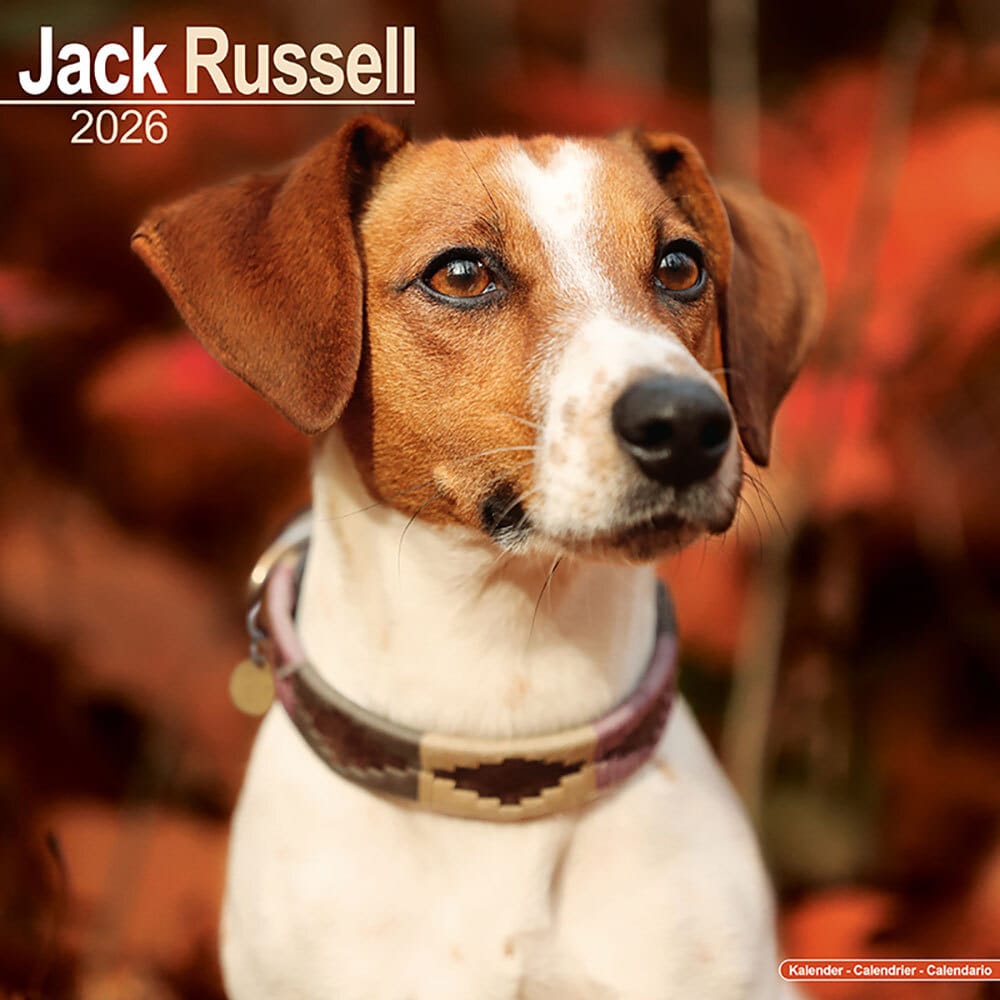 Kalender 2022 Jack Russel Terrier Alsa nature nl